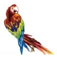 Parrot Stock Temporary Tattoo