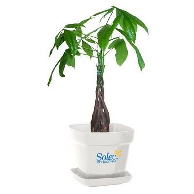 Money Tree Plant in Square Plastic Pots