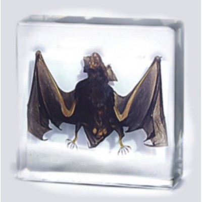 Lucite Paperweights with Real Bat, 3"X3"X 1 1/8"