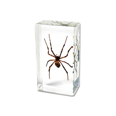 Lucite Piece with Real Spider, 2 7/8 x 1 5/8 x 1"