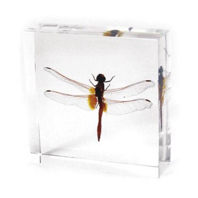 Lucite Paperweights with Real Dragonfly, 3"X3"X 1 1/8"