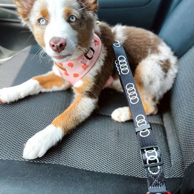 Custom Nylon Dog Seat Belt