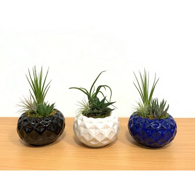 Geodesic Ball Vase with Air Plant or Succulent