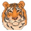 Tiger Stock Temporary Tattoo