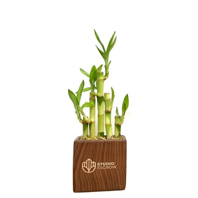 Woodgrain Rectangle Vase with 5 Lucky Bamboo Stalks