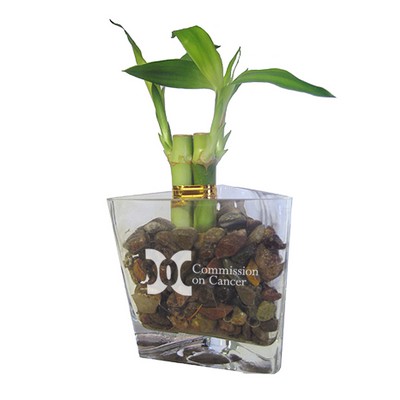 3 Shoots of 4" Lucky Bamboo in Triangular Glass Vase