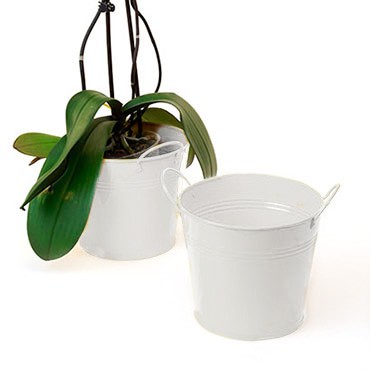 6 1/2" White Painted Pail w/Side Handles