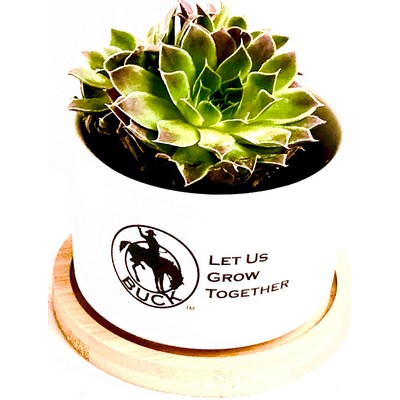 Assorted Succulents in White Ceramic Pot with Bamboo Tray