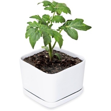 Rectangle Ceramic Planter w/Dish