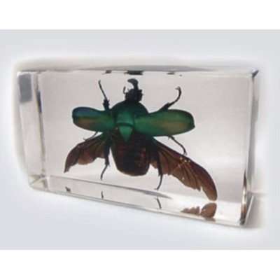 Lucite Piece with Real Green Chafer Beetle, 2 7/8 x 1 5/8 x 1"