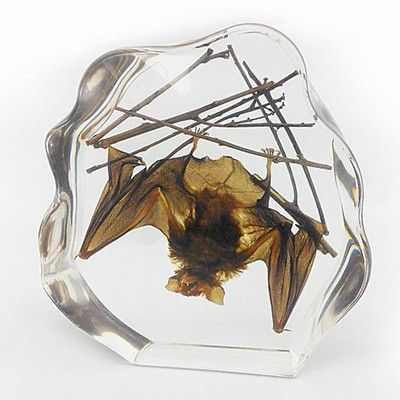 Lucite Paperweights with Real Bat, 7 x 6.6 x 1.4"