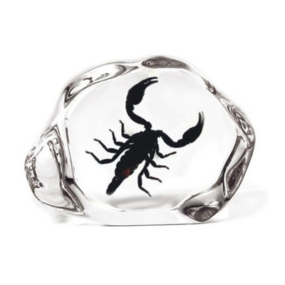 Lucite Paperweights with Real Black Scorpion, 2.91"X2.48"X 0.98"