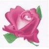 Pink Rose Stock Temporary Tattoo