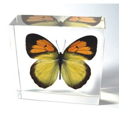 Lucite Paperweight with Real Butterfly, 3 x 3 x 1 1/8"