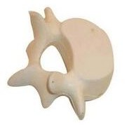 Medical Series Vertebrae Stress Reliever