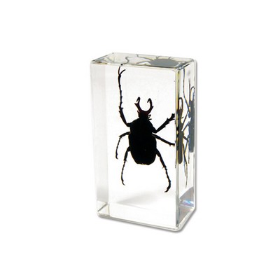 Lucite Piece with Real Antler Horned Beetle, 2.9x0.16x0.94"