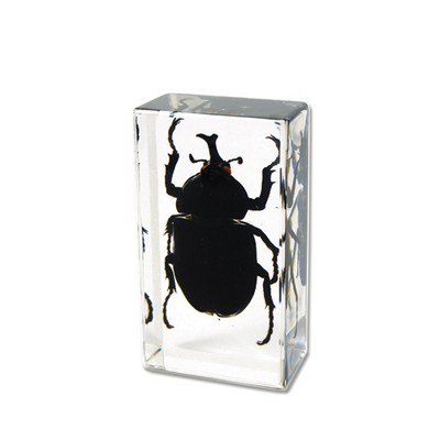 Lucite Piece with Real Rhinoceros Beetle, 2 7/8 x 1 5/8 x 1"