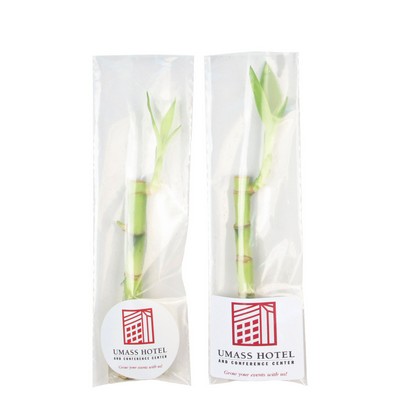 6" Lucky Bamboo Single Stalk in Protective Bag