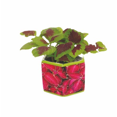 SeedGems™ Paper Planter® 'Rainbow' Coleus Biodegradable Grow Kit