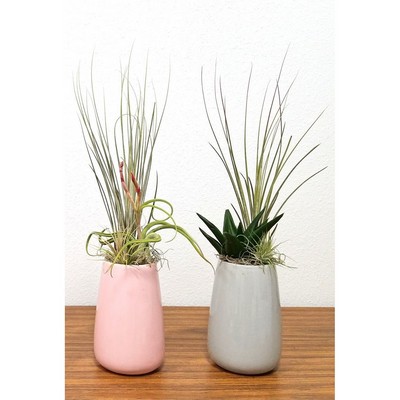 Flute Vase with Air Plants & Succulent