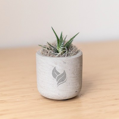 Zebra Succulent in Grey Mini Wilson Pot