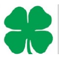 Four Leaf Clover Stock Temporary Tattoo