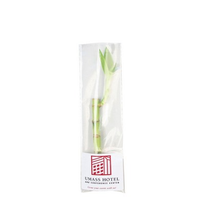 8" Lucky Bamboo Single Stalk in Protective Bag