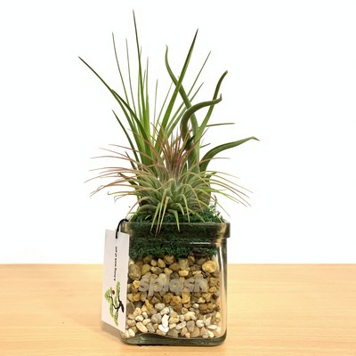 3" x 3" Square Glass with Air Plants