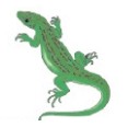 Lizard Stock Temporary Tattoo