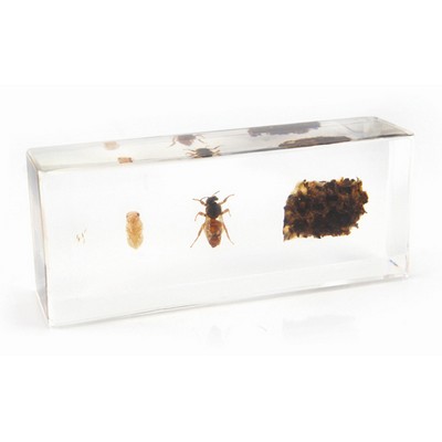 Lucite Display with Life Circle of Honeybee, 1.69 x 4.33 x 1.10"