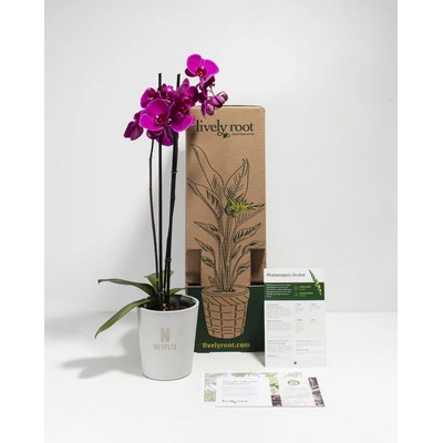 Purple Moth Orchid Plant Kit