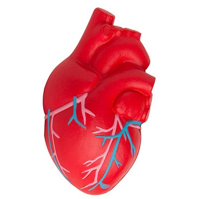 Heart (Anatomical w/Veins) Squeezies® Stress Reliever