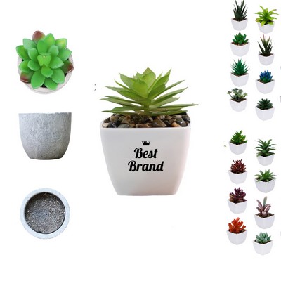 Tabletop Plant Arrangement