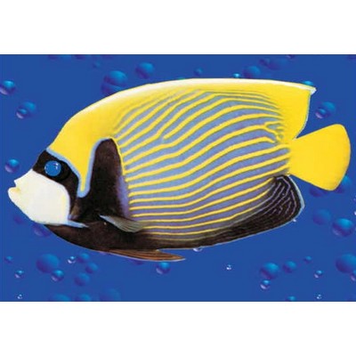 Tropical Fish Metal Photo Magnet (2 1/2"x2 1/2")