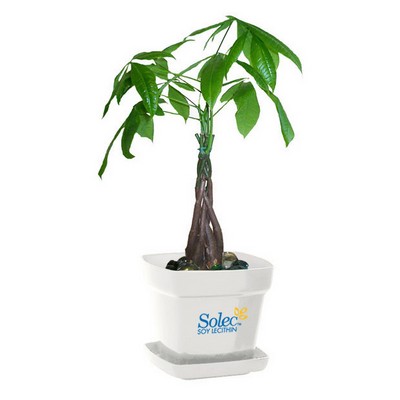 Money Tree Plant in Square Plastic Pot with Colored Marbles