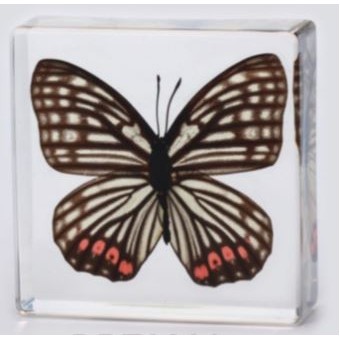 Lucite Paperweight with Real Butterfly, 3 x 3 x 1 1/8"