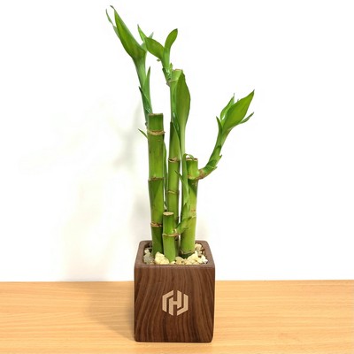 3" x 3" Woodgrain Square Vase with 5 Lucky Bamboo Stalks