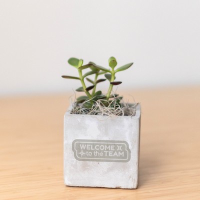 Jade Plant in Mini Eleanor Cube Pot