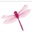 Dragonfly Stock Temporary Tattoo