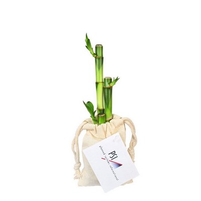 3 Lucky Bamboo Stalks in Cotton Bag