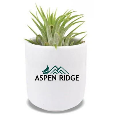 Air Plant In Round Ceramic Container