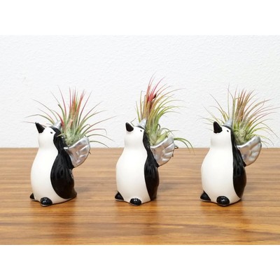 Penguin Unicorn with Air Plant