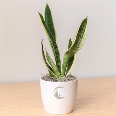 Snake Plant in Large Harlow Cream