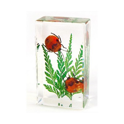 Lucite Piece with Real Flower Bugs, 1 5/8 x 2 7/8 x 1"